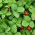 蛇莓种子红色野草莓四季易种阳台园艺花种子观果花海花籽