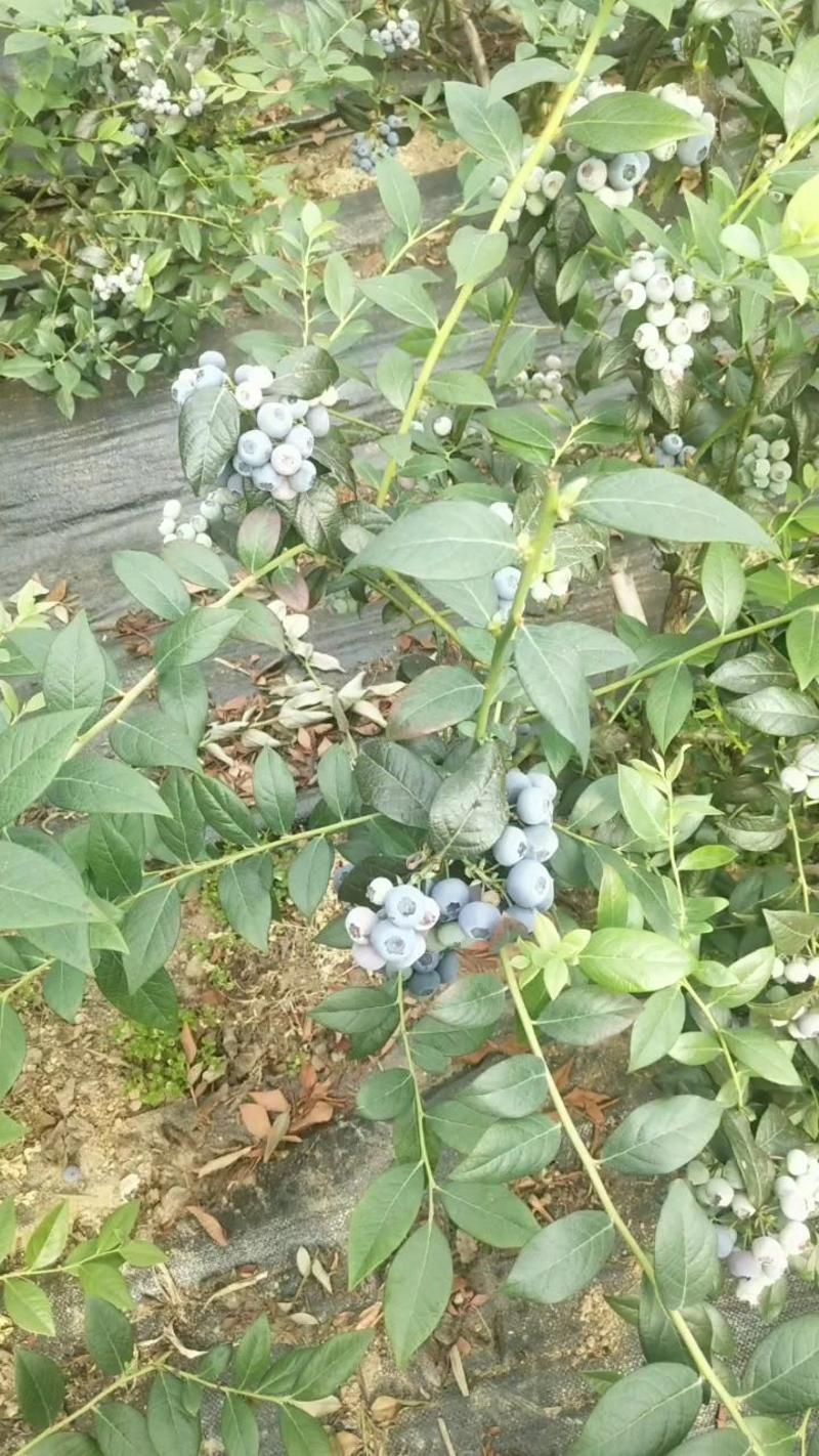 莱克西蓝莓