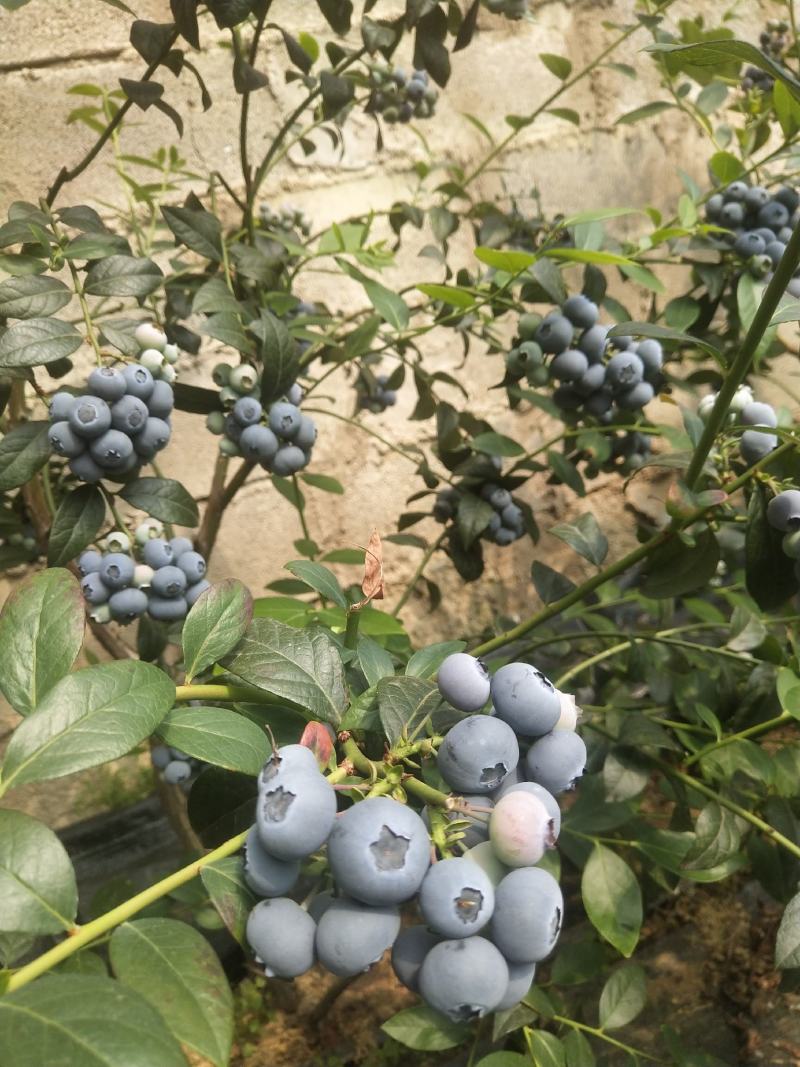 莱克西蓝莓