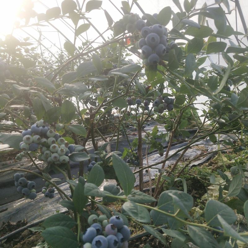 莱克西蓝莓