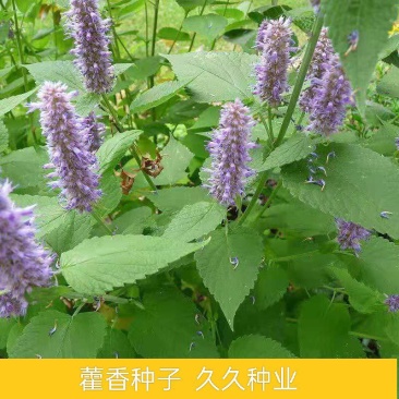 藿香种子鱼香草霍香正气香草种籽孑庭院阳台盆栽花卉春四季播