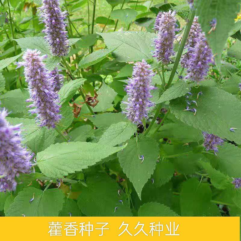 藿香种子鱼香草霍香正气香草种籽孑庭院阳台盆栽花卉春四季播