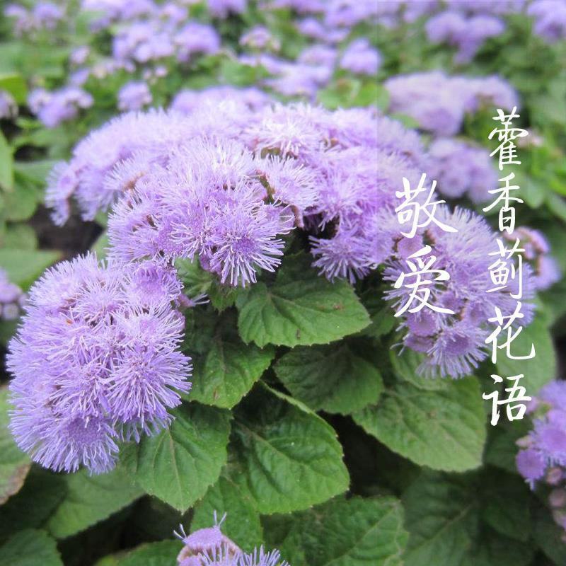 藿香种子鱼香草霍香正气香草种籽孑庭院阳台盆栽花卉春四季播
