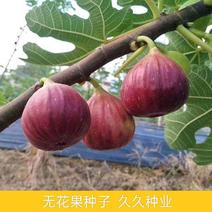 无花果种子四季易种活蔬菜水果种子室外阳台农家地栽植物果树