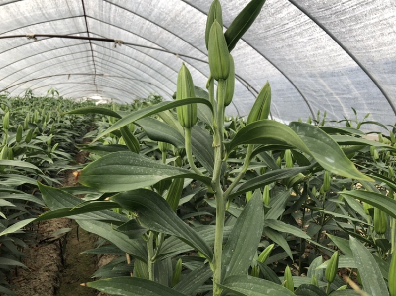 西伯利亚索邦百合3头10支香水百合鲜切花浙江基地直发