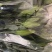 西伯利亚索邦百合3头10支香水百合鲜切花浙江基地直发