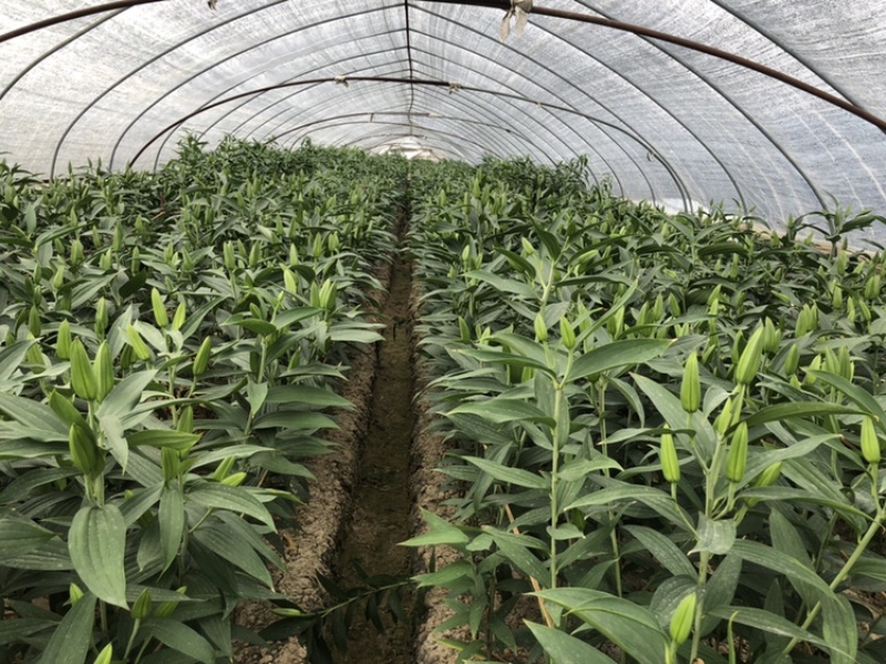 西伯利亚索邦百合3头10支香水百合鲜切花浙江基地直发