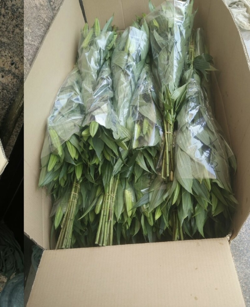 西伯利亚索邦百合3头10支香水百合鲜切花浙江基地直发