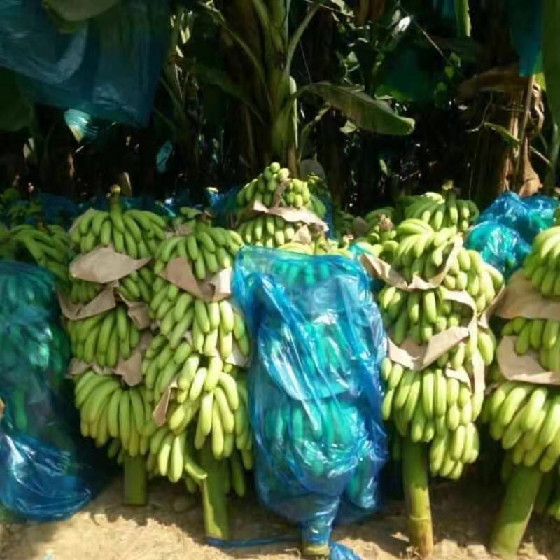 广东徐闻香蕉，季节热卖，一手货源，全国发货,欢迎采购。