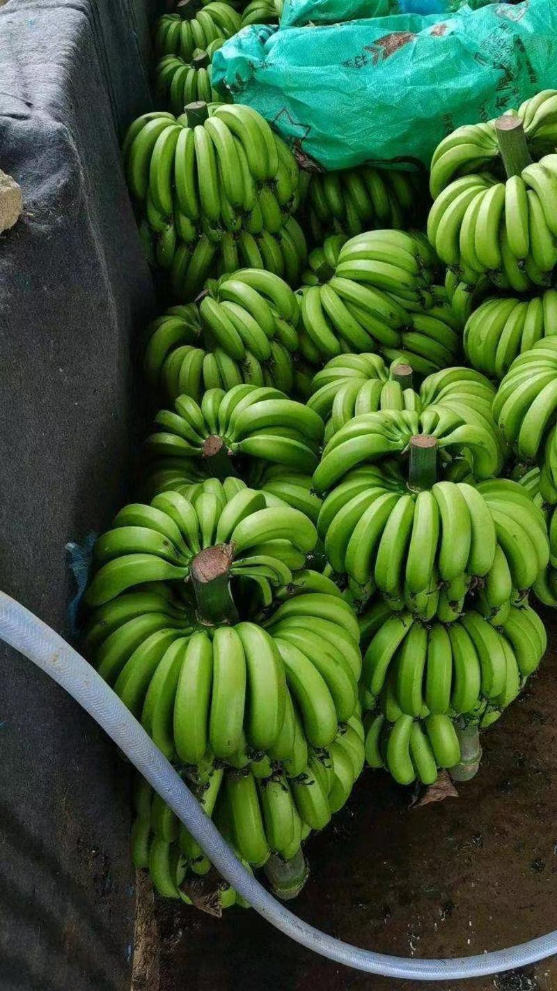 广东徐闻香蕉，季节热卖，一手货源，全国发货,欢迎采购。