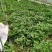 2025年产地直供脱毒大田西瓜红红薯苗苗粗成活率高提供