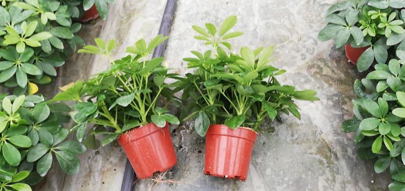 鸭脚木盆栽基地直供90规格40装110规格30装