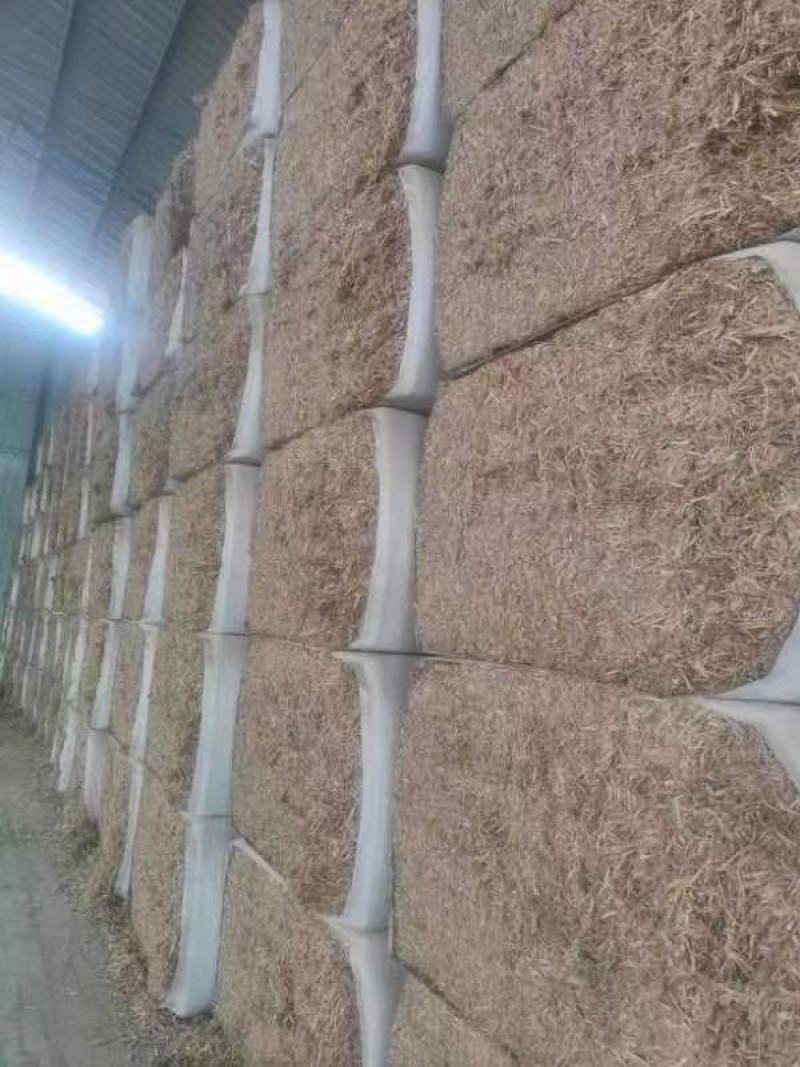 柔丝玉米草甘肃西域胜陇源草业大捆一捆400公斤玉米草