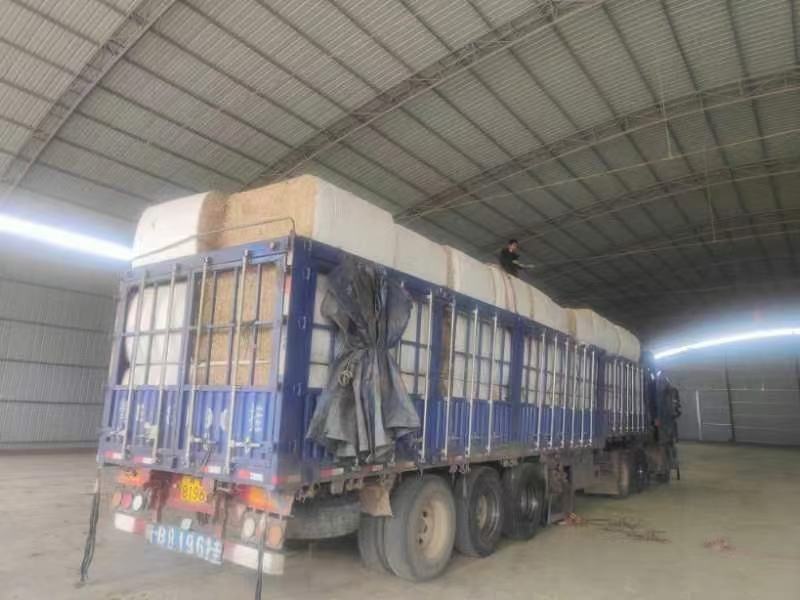 柔丝玉米草甘肃西域胜陇源草业大捆一捆400公斤玉米草