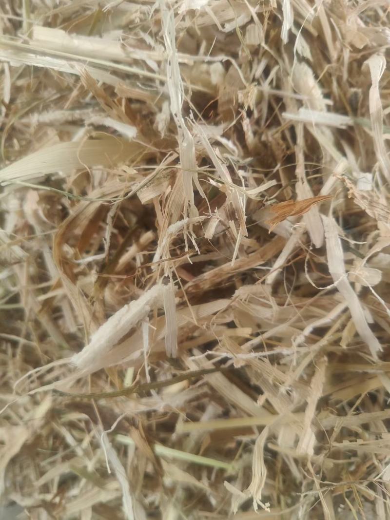 柔丝玉米草甘肃西域胜陇源草业大捆一捆400公斤玉米草