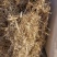 柔丝玉米草甘肃西域胜陇源草业大捆一捆400公斤玉米草