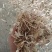 柔丝玉米草甘肃西域胜陇源草业大捆一捆400公斤玉米草