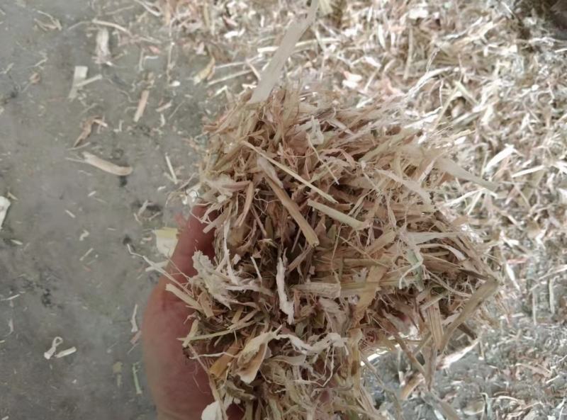 柔丝玉米草甘肃西域胜陇源草业大捆一捆400公斤玉米草