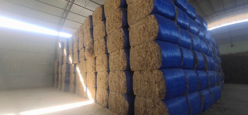 柔丝玉米草甘肃西域胜陇源草业大捆一捆400公斤玉米草