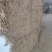 柔丝玉米草甘肃西域胜陇源草业大捆一捆400公斤玉米草