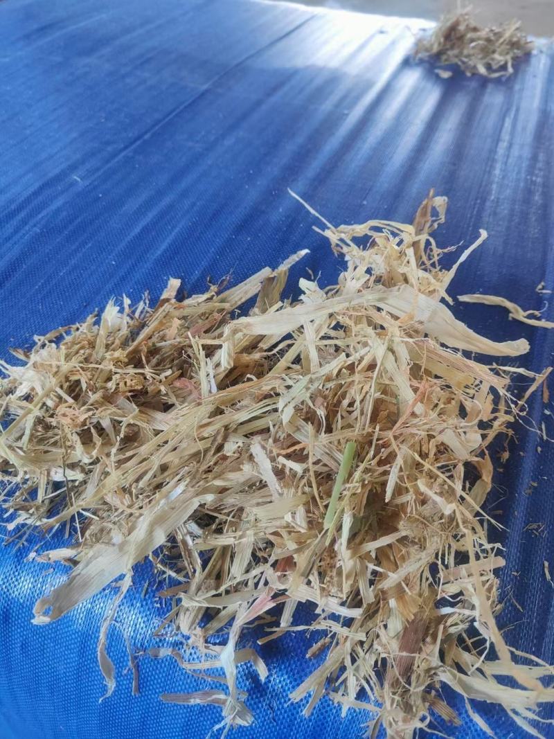 柔丝玉米草甘肃西域胜陇源草业大捆一捆400公斤玉米草