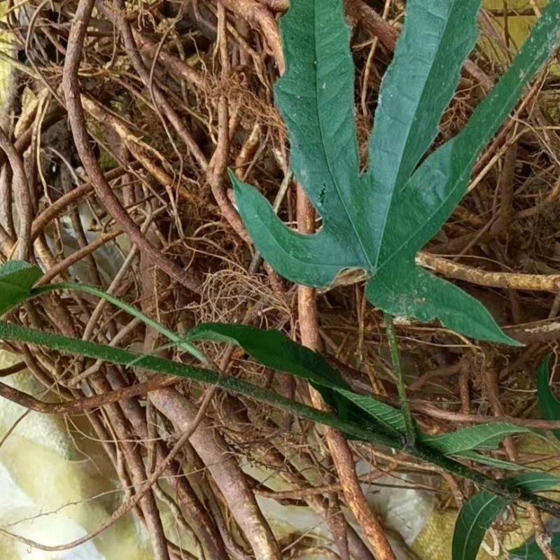 野外五指毛桃大山五指牛奶五爪金龙牛奶根土黄芪