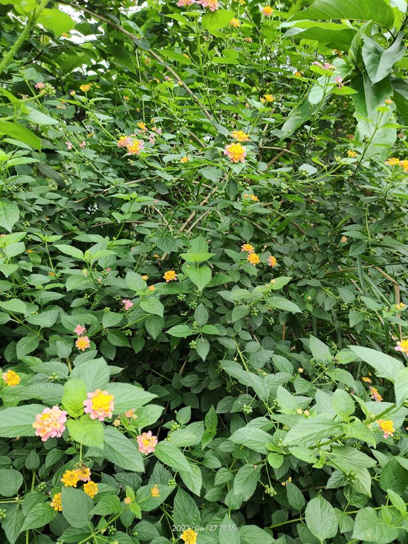 大山刺儿花五色花五色丹五色梅新鲜生品根茎