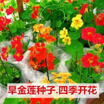 旱金莲种子垂吊爬藤花卉旱荷花种籽子四季种室内庭院盆栽阳台