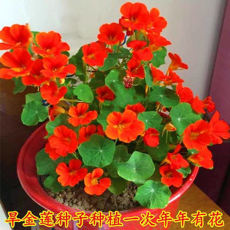 旱金莲种子垂吊爬藤花卉旱荷花种籽子四季种室内庭院盆栽阳台