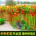 旱金莲种子垂吊爬藤花卉旱荷花种籽子四季种室内庭院盆栽阳台