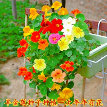 旱金莲花种子