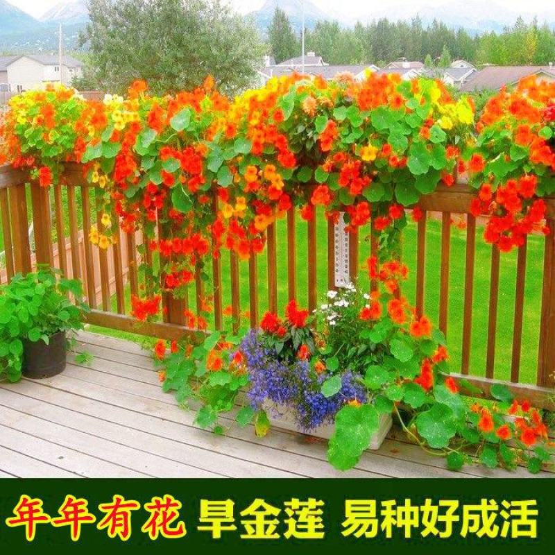 旱金莲花种子