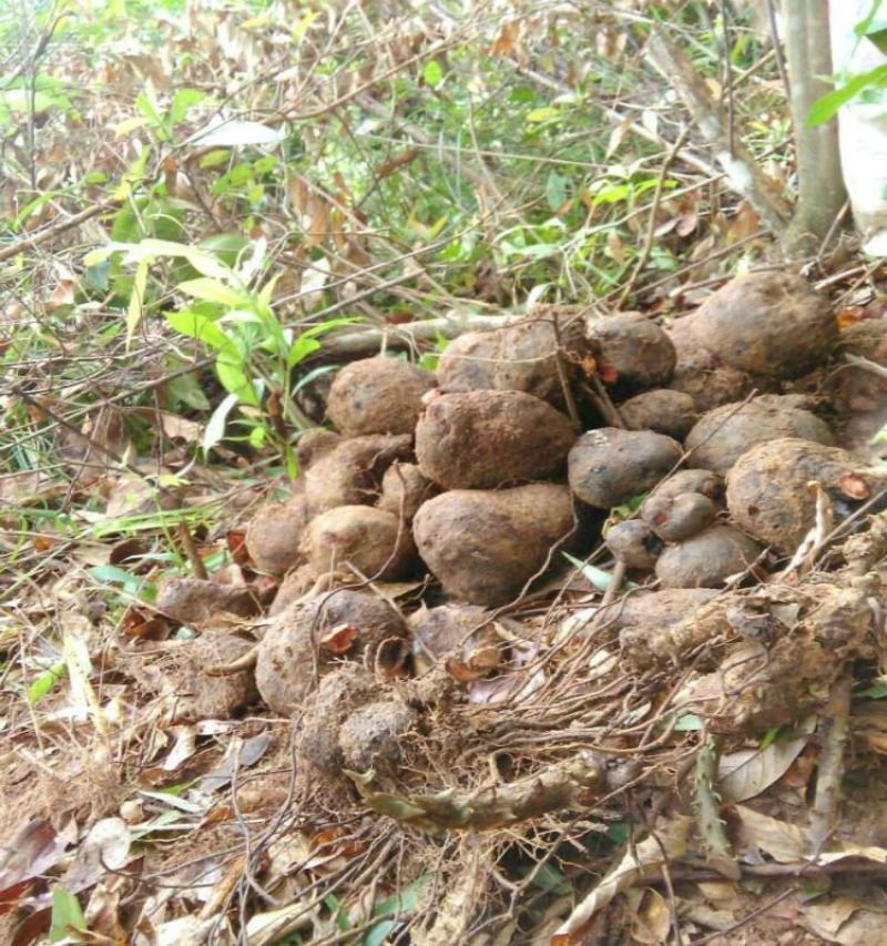 野山血三七红药子血母血茯苓朱砂莲生品整个