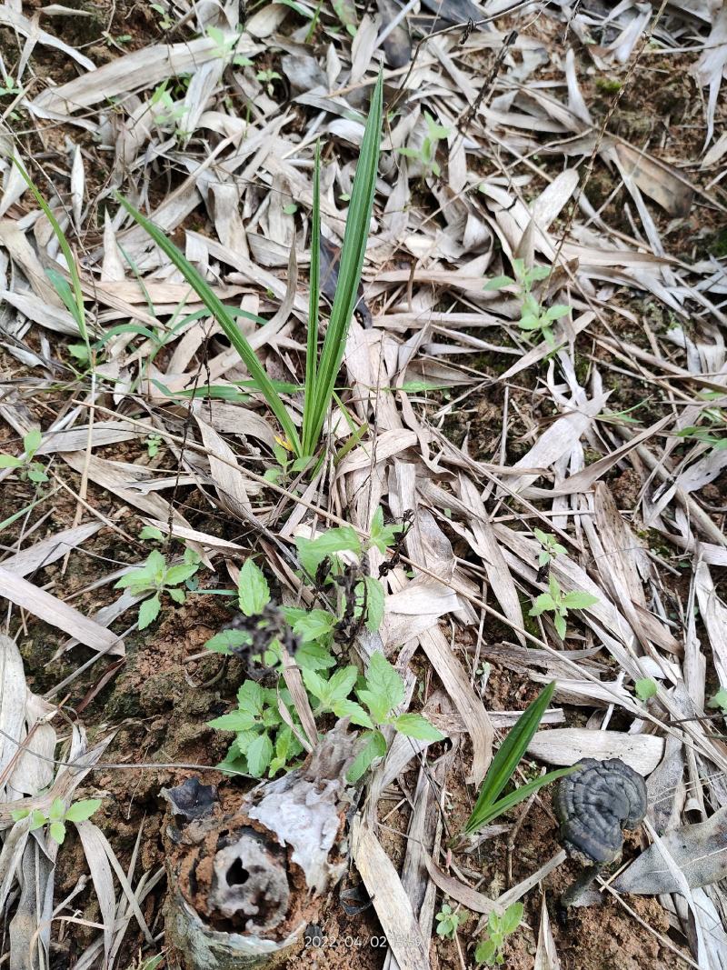 野生中药材仙茅根独脚仙茅独脚丝茅仙茅苗整颗生品