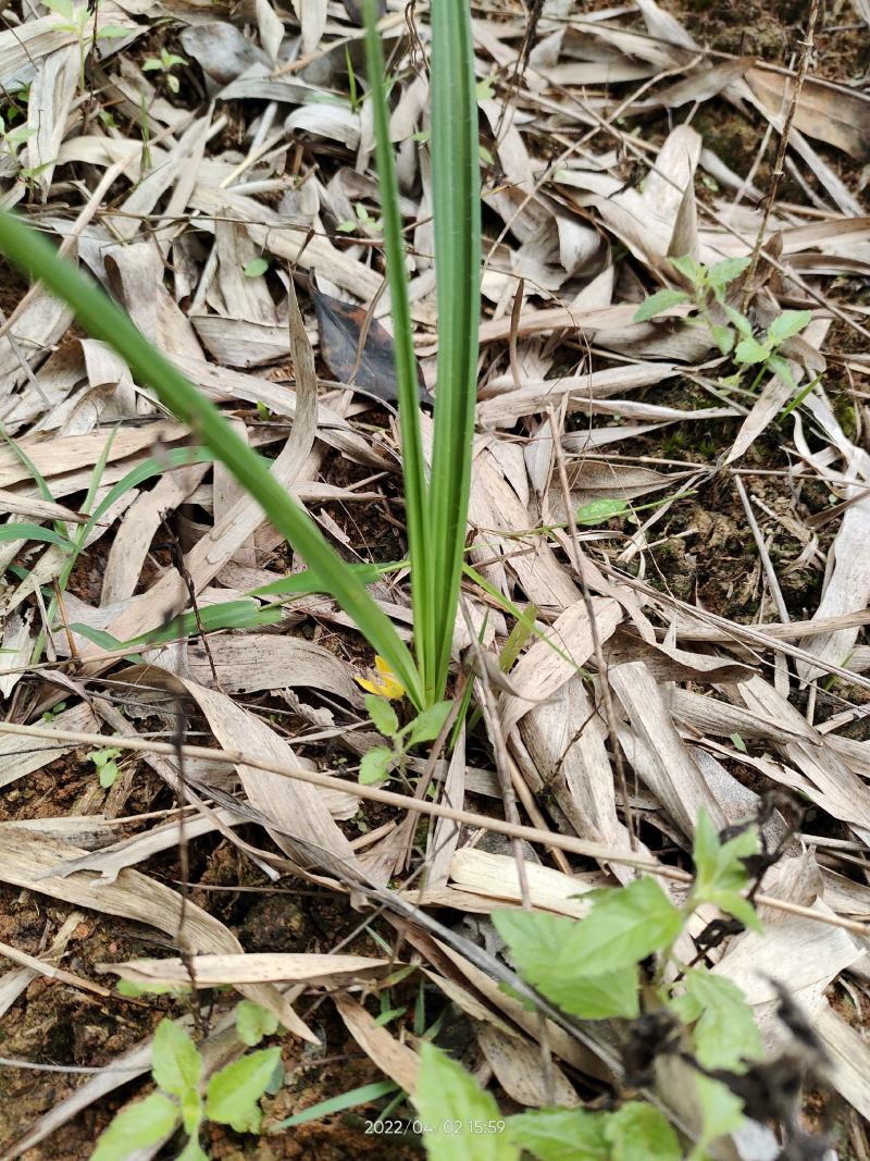 野生中药材仙茅根独脚仙茅独脚丝茅仙茅苗整颗生品