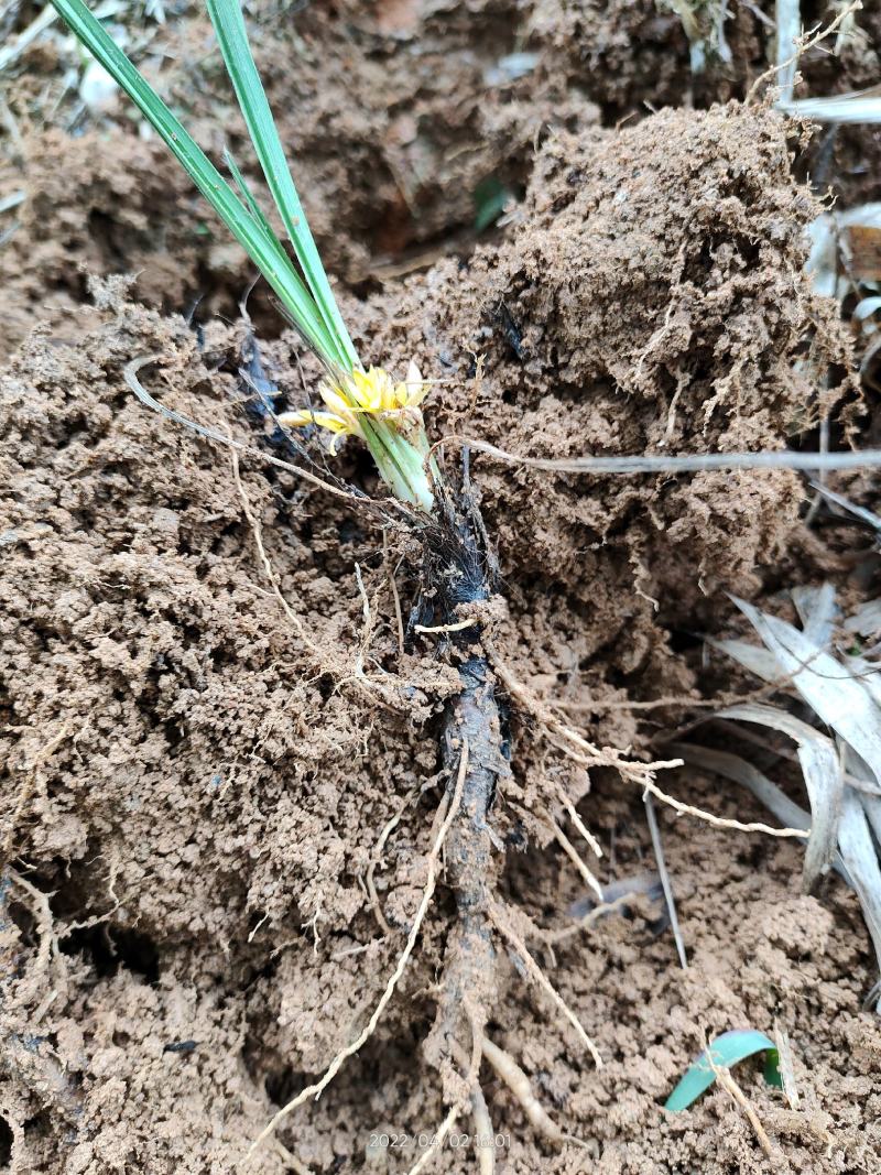 野生中药材仙茅根独脚仙茅独脚丝茅仙茅苗整颗生品