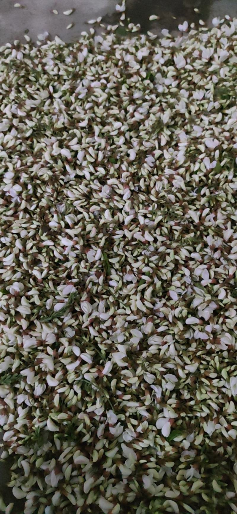 甘肃天水槐花