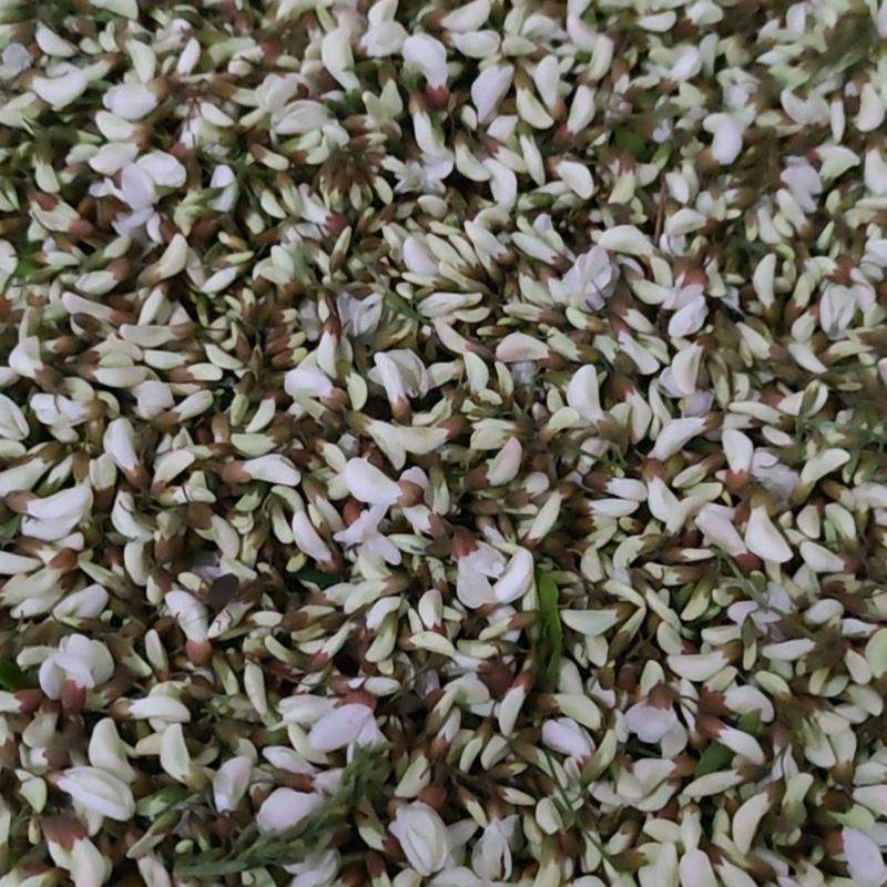 甘肃天水槐花