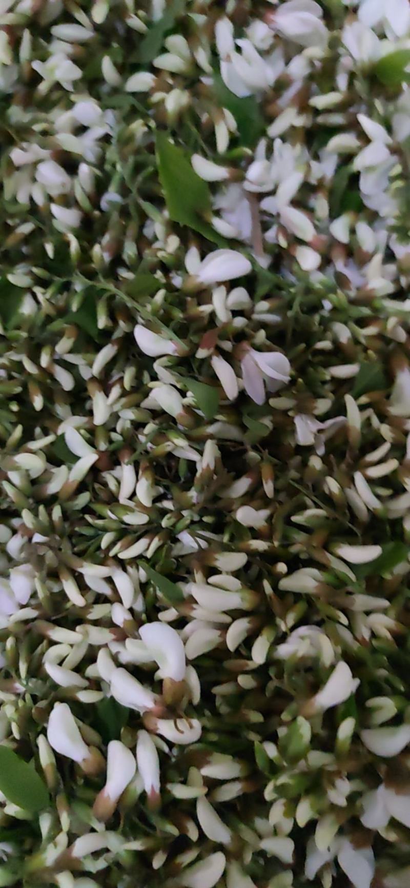 甘肃天水槐花