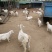 波尔山羊苗/羊羔/小公羊/活羊/育肥羊/羊肉羊