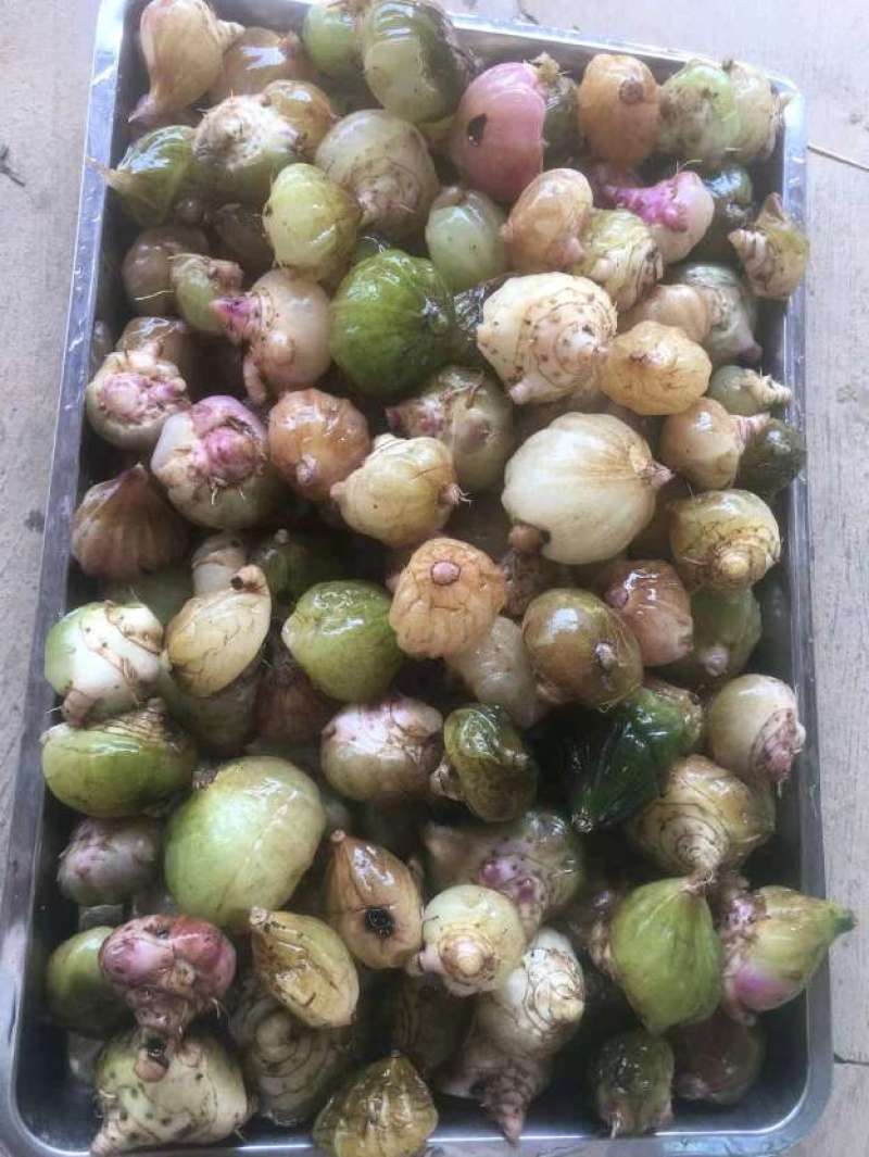 小百芨，云南大山上的野生货，质量好，价格便宜，