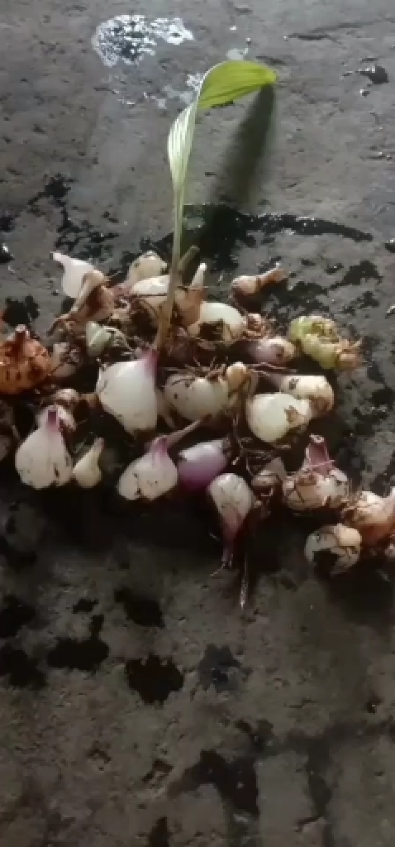 小百芨，云南大山上的野生货，质量好，价格便宜，