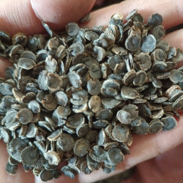 锦葵种子四季荆葵钱葵小钱花金钱紫花葵盆栽花卉马络葵种子花
