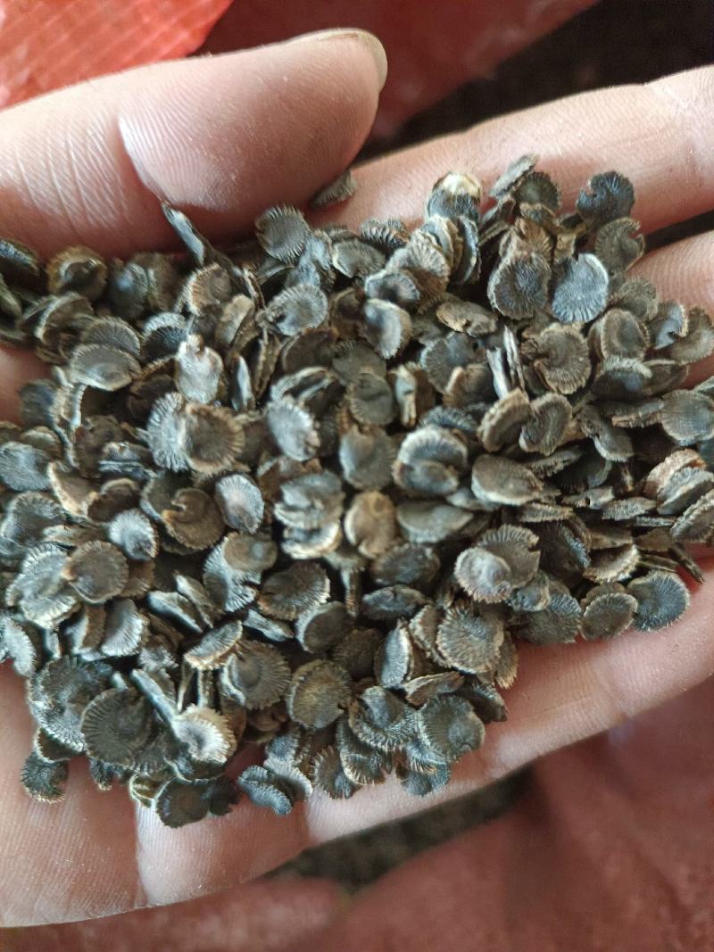 锦葵种子四季荆葵钱葵小钱花金钱紫花葵盆栽花卉马络葵种子花