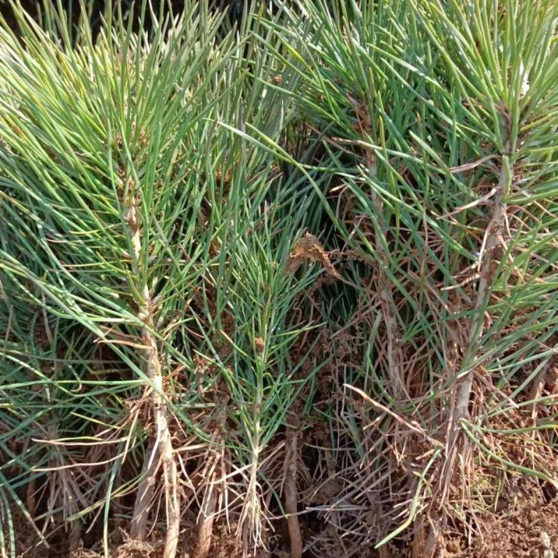 新采黑松种子大面积种植园林种子日本黑松黑松种子