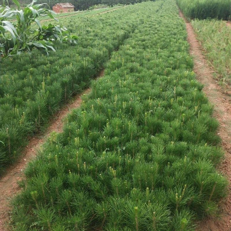 新采黑松种子大面积种植园林种子日本黑松黑松种子