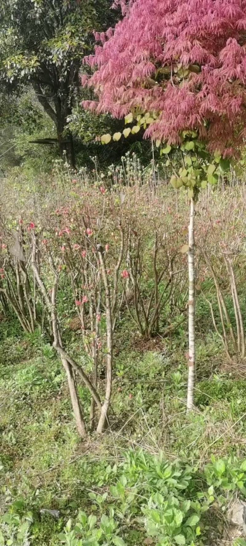 映山红