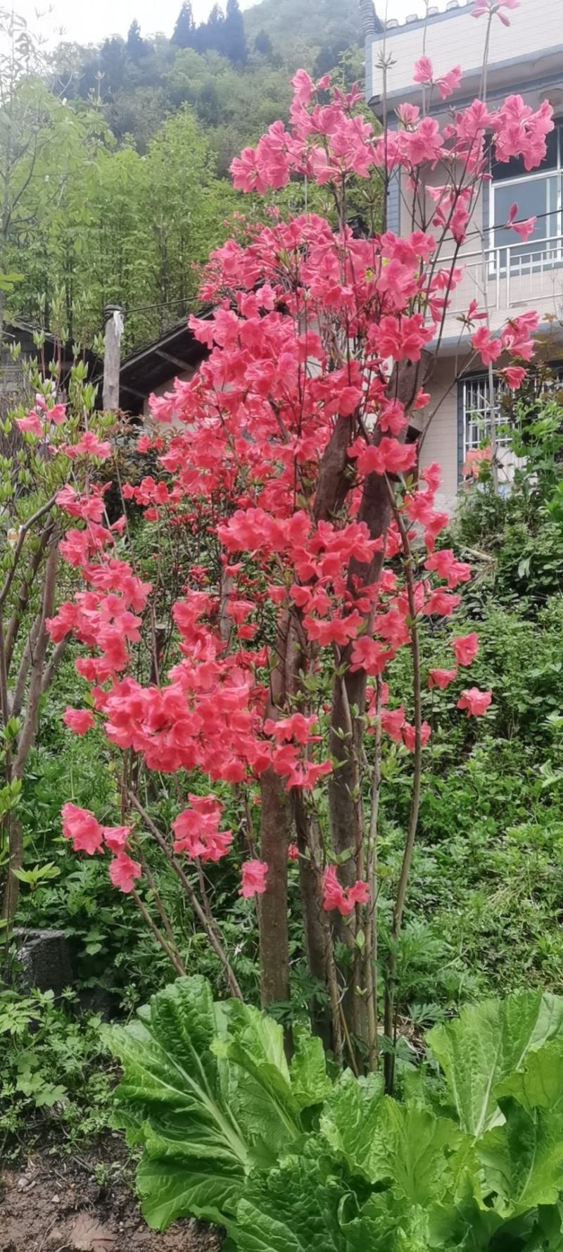 映山红