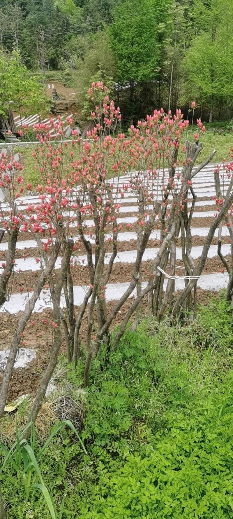 映山红