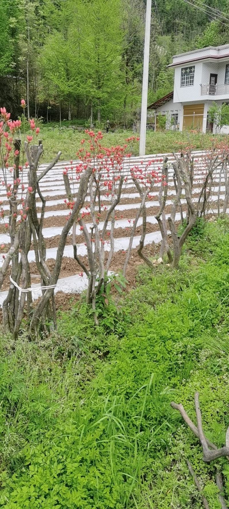 映山红
